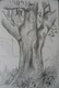 Moreton Bay Fig Tree II